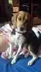 Cachorro raça Beagle idade 2 anos nome Susi