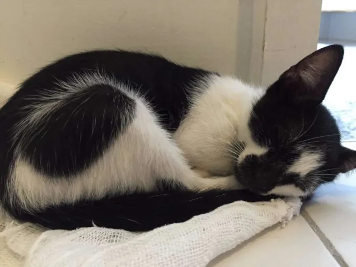 Gato raça vira lata idade 2 a 6 meses nome Chico