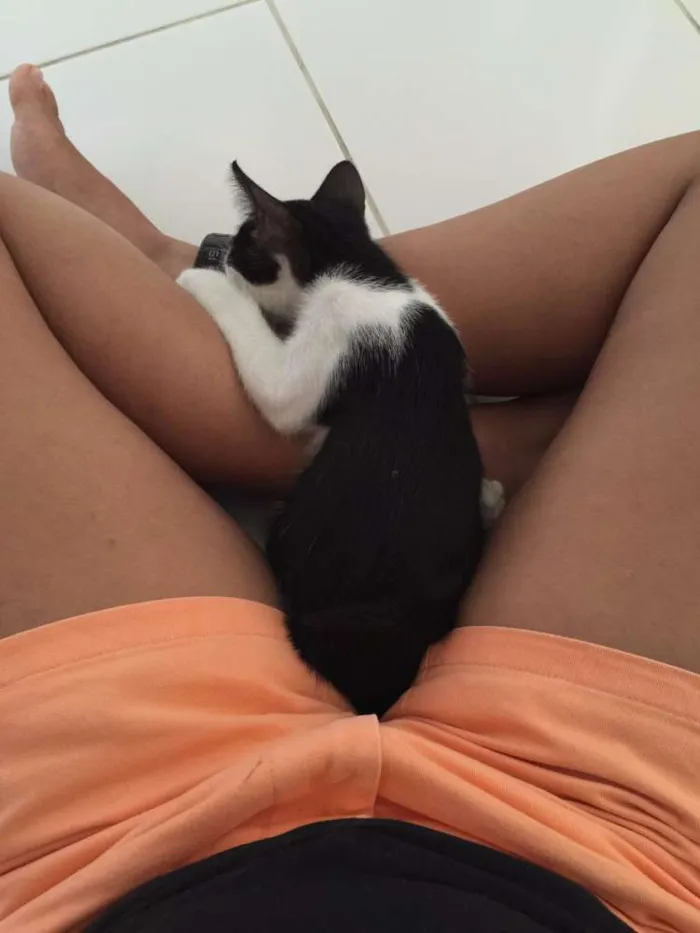 Gato raça vira lata idade 2 a 6 meses nome Chico