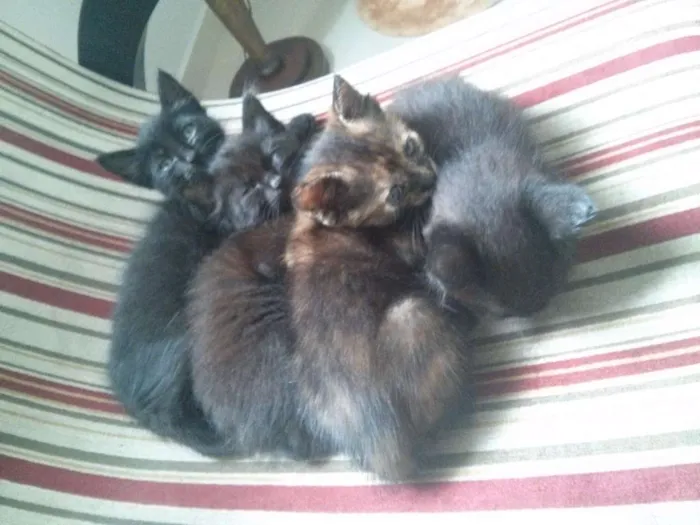 Gato ra a SRD idade Abaixo de 2 meses nome Filhotes