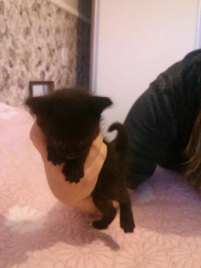 Gato ra a SRD idade Abaixo de 2 meses nome Filhotes