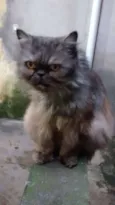 PÉRSIA