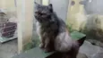 PÉRSIA