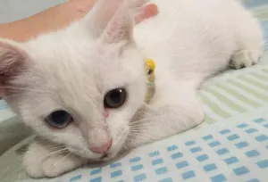 Gato raça Vira lata idade Abaixo de 2 meses nome Ralf 