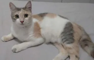 Gato raça SRD idade 2 a 6 meses nome MALU