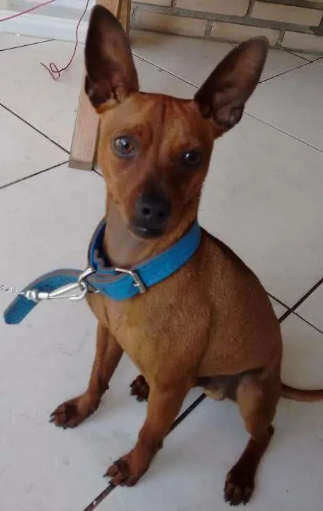 Cachorro ra a Pinscher idade 1 ano nome Fred