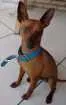 Cachorro raça Pinscher idade 1 ano nome Fred
