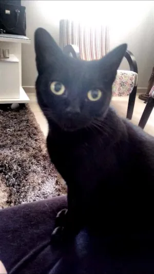 Gato raça SRD idade 7 a 11 meses nome Menina