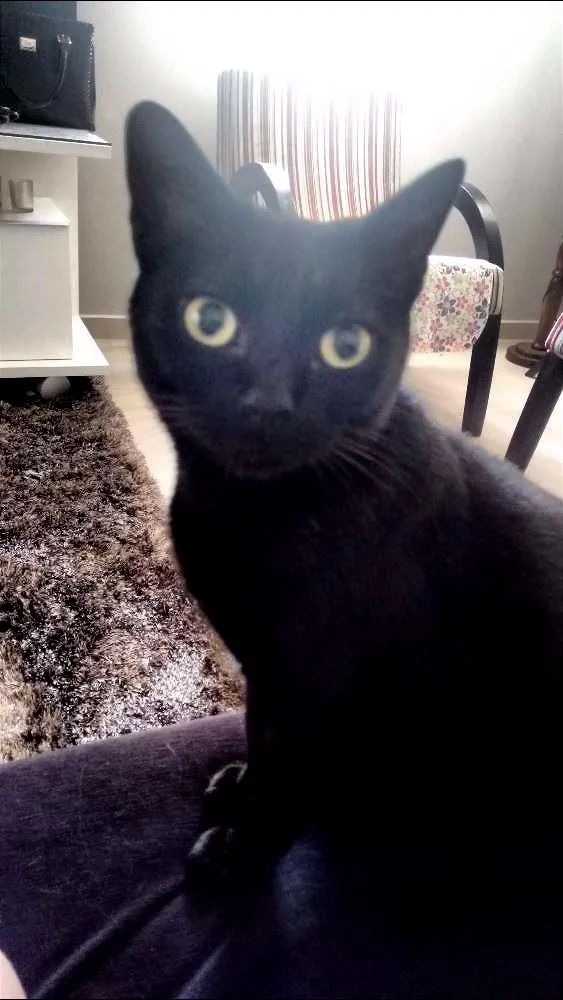 Gato ra a SRD idade 7 a 11 meses nome Menina