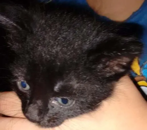 Cachorro ra a SRD idade Abaixo de 2 meses nome Sem nome