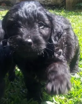 Cachorro raça indefinido idade Abaixo de 2 meses nome 01
