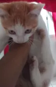 Gatinhos