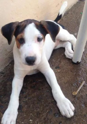 Cachorro raça  idade  nome Lolita
