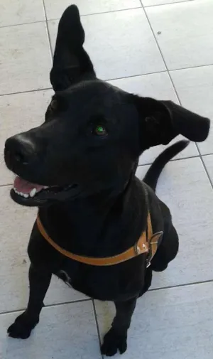 Cachorro raça Labrador idade 3 anos nome Negão