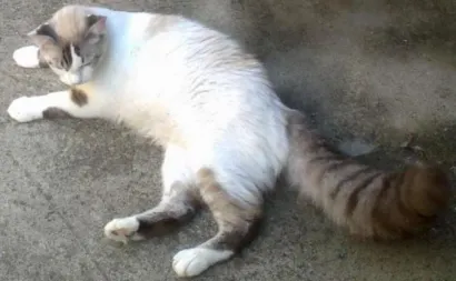 Gato raça imalaia idade 6 ou mais anos nome aysha
