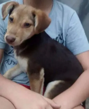 Cachorro raça Desconhecido idade 2 a 6 meses nome Twix