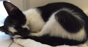 Gato raça vira lata idade 2 a 6 meses nome Chico