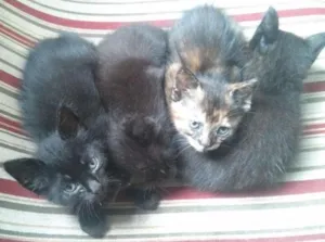 Gato raça SRD idade Abaixo de 2 meses nome Filhotes
