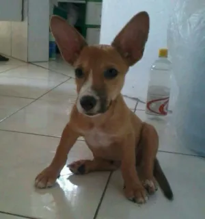 Cachorro raça vira lata idade 2 a 6 meses nome paulinho