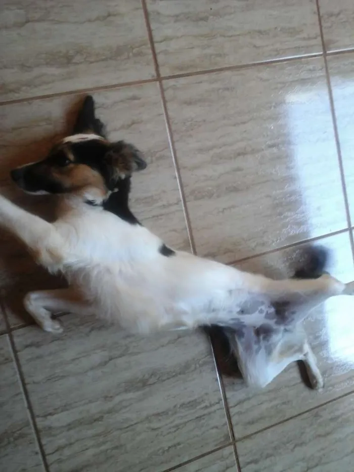 Cachorro ra a SRD idade 1 ano nome Nina