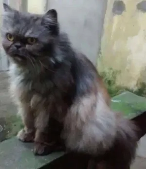 Gato raça PERSA  idade 4 anos nome PÉRSIA