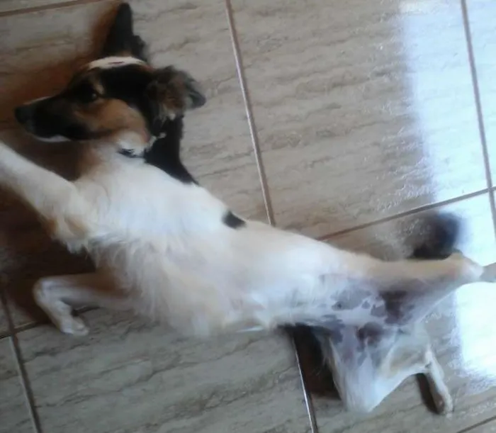 Cachorro ra a SRD idade 1 ano nome Nina