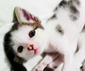 Gato raça  idade Abaixo de 2 meses nome Sem nome