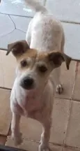 Cachorro raça vira lata idade 2 a 6 meses nome Saphira