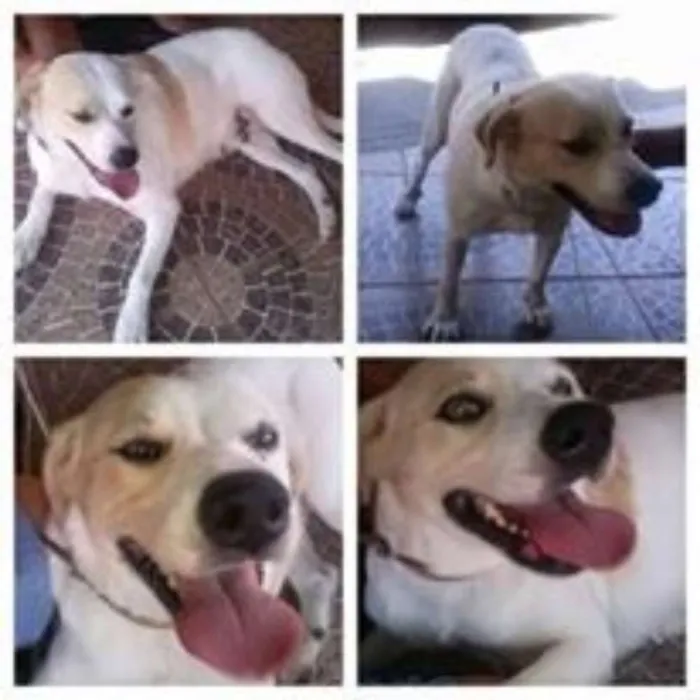 Cachorro raça SRD idade 1 ano nome Nini