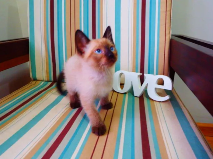 Gato ra a Siamês idade Abaixo de 2 meses nome Bono