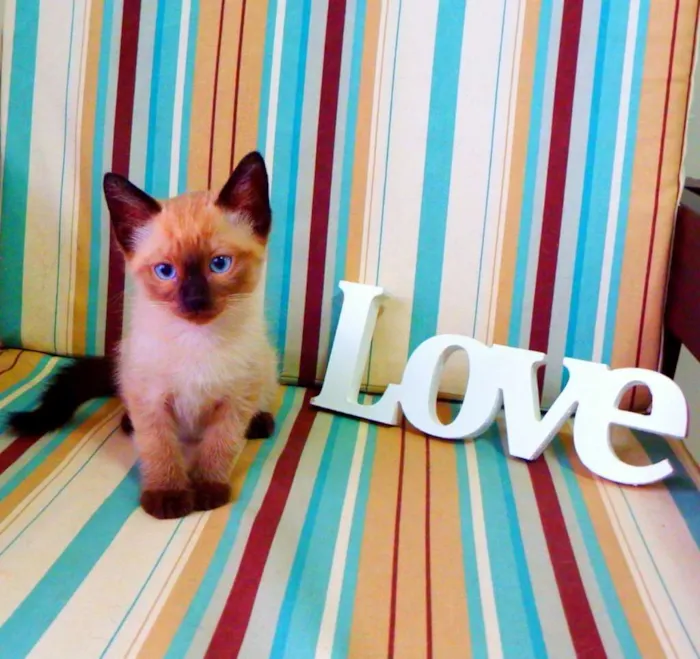 Gato ra a Siamês idade Abaixo de 2 meses nome Bono