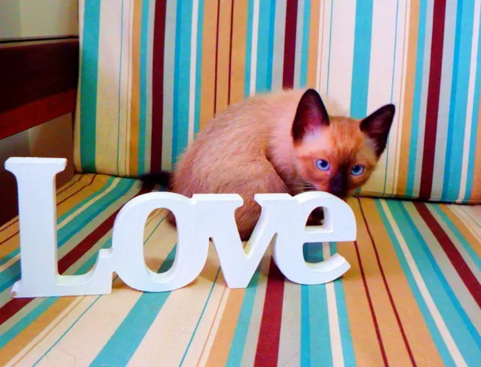 Gato ra a Siamês idade Abaixo de 2 meses nome Bono