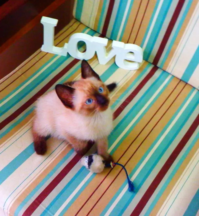 Gato ra a Siamês idade Abaixo de 2 meses nome Bono