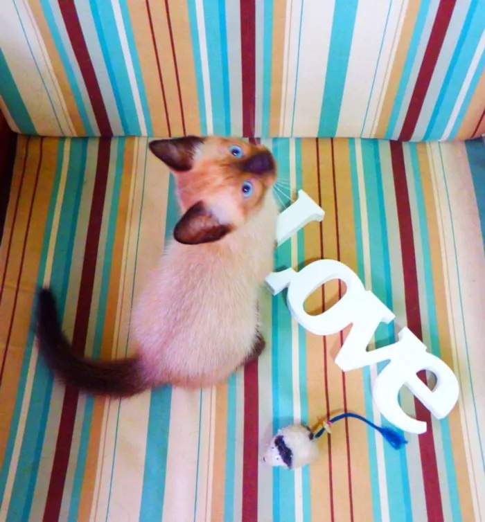 Gato ra a Siamês idade Abaixo de 2 meses nome Bono