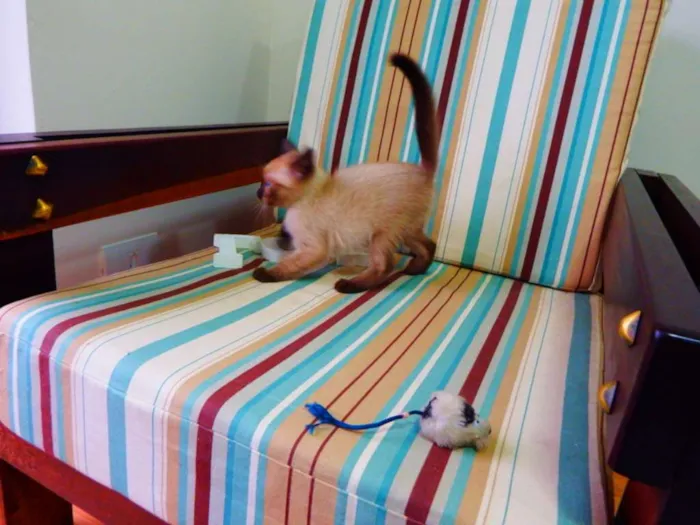 Gato ra a Siamês idade Abaixo de 2 meses nome Bono