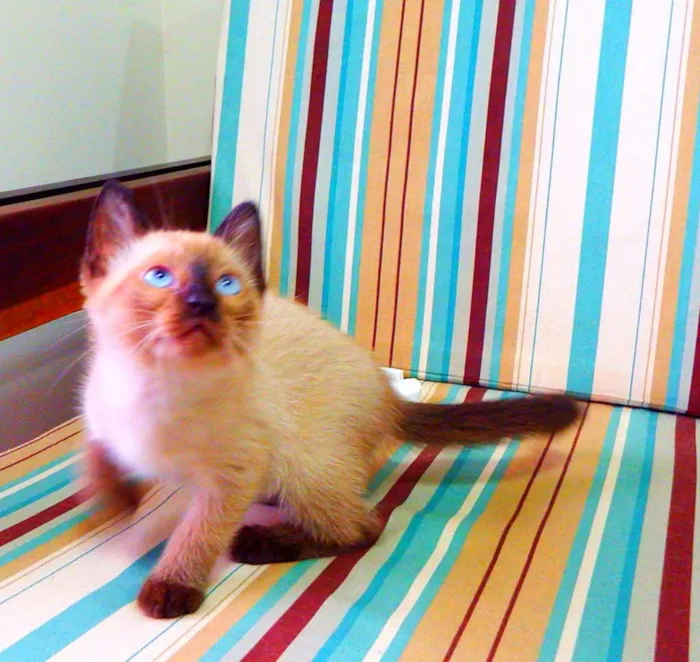 Gato ra a Siamês idade Abaixo de 2 meses nome Bono