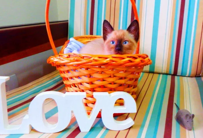 Gato ra a Siamês idade Abaixo de 2 meses nome Bono