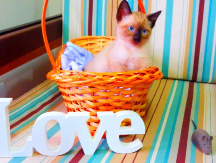 Gato ra a Siamês idade Abaixo de 2 meses nome Bono