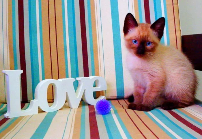 Gato ra a Siamês idade Abaixo de 2 meses nome Bono