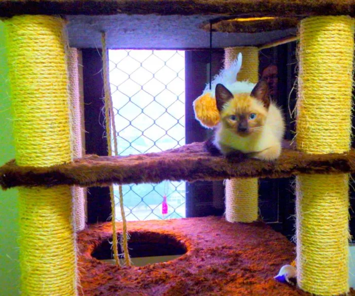 Gato ra a Siamês idade Abaixo de 2 meses nome Bono