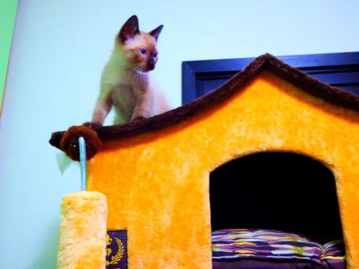 Gato ra a Siamês idade Abaixo de 2 meses nome Bono