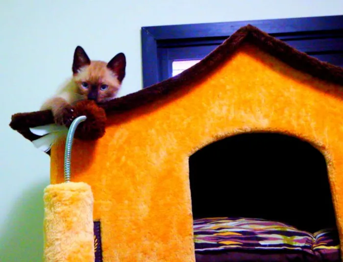 Gato ra a Siamês idade Abaixo de 2 meses nome Bono
