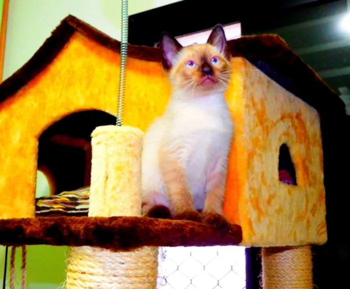 Gato ra a Siamês idade Abaixo de 2 meses nome Bono