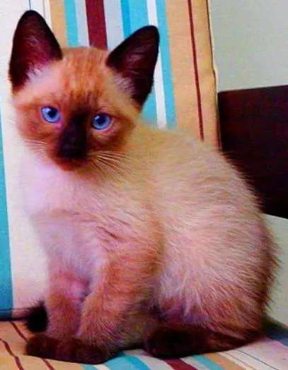 Gato ra a Siamês idade Abaixo de 2 meses nome Bono