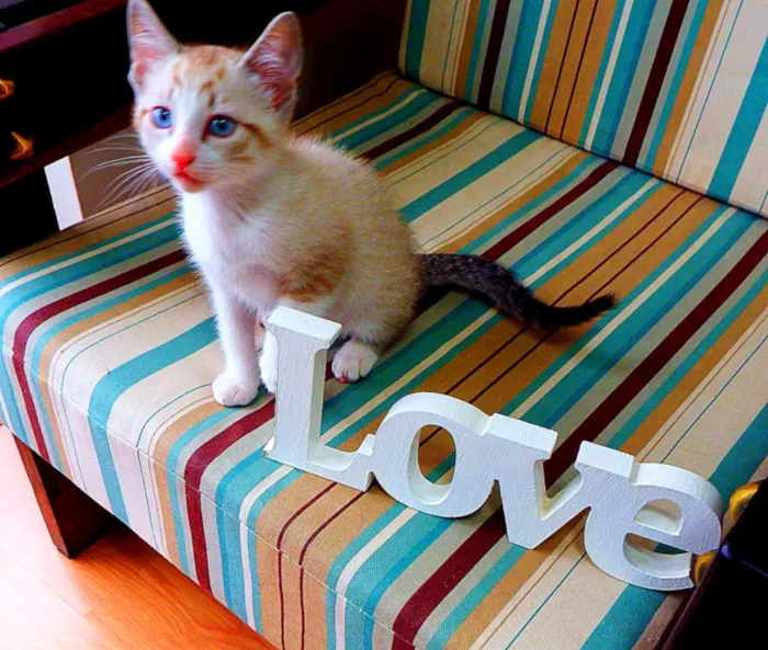 Gato ra a siamês misturado idade Abaixo de 2 meses nome Bono