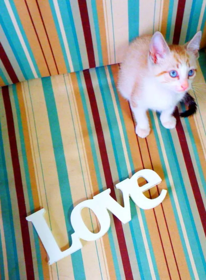 Gato ra a siamês misturado idade Abaixo de 2 meses nome Bono