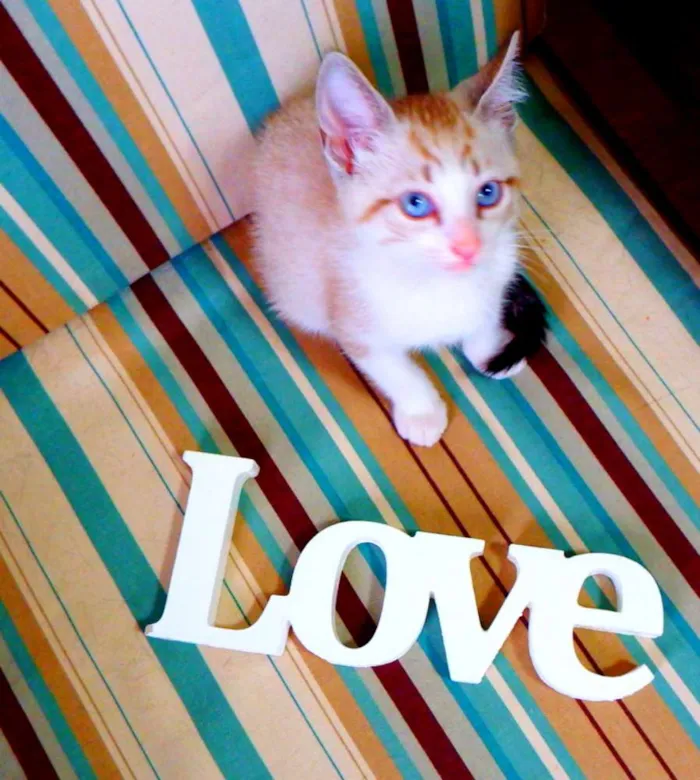 Gato ra a siamês misturado idade Abaixo de 2 meses nome Bono