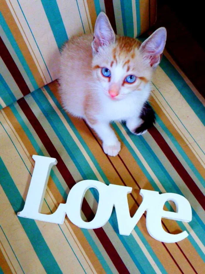 Gato ra a siamês misturado idade Abaixo de 2 meses nome Bono