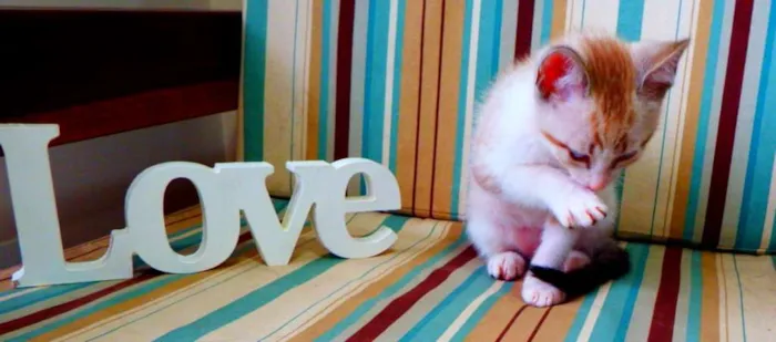 Gato ra a siamês misturado idade Abaixo de 2 meses nome Bono