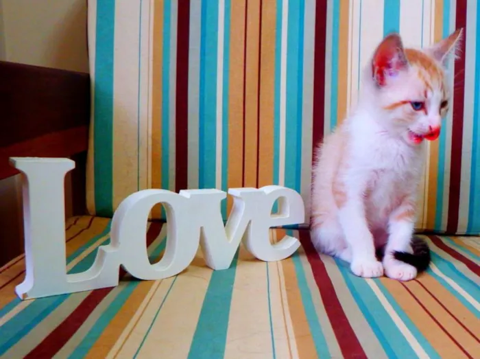 Gato ra a siamês misturado idade Abaixo de 2 meses nome Bono